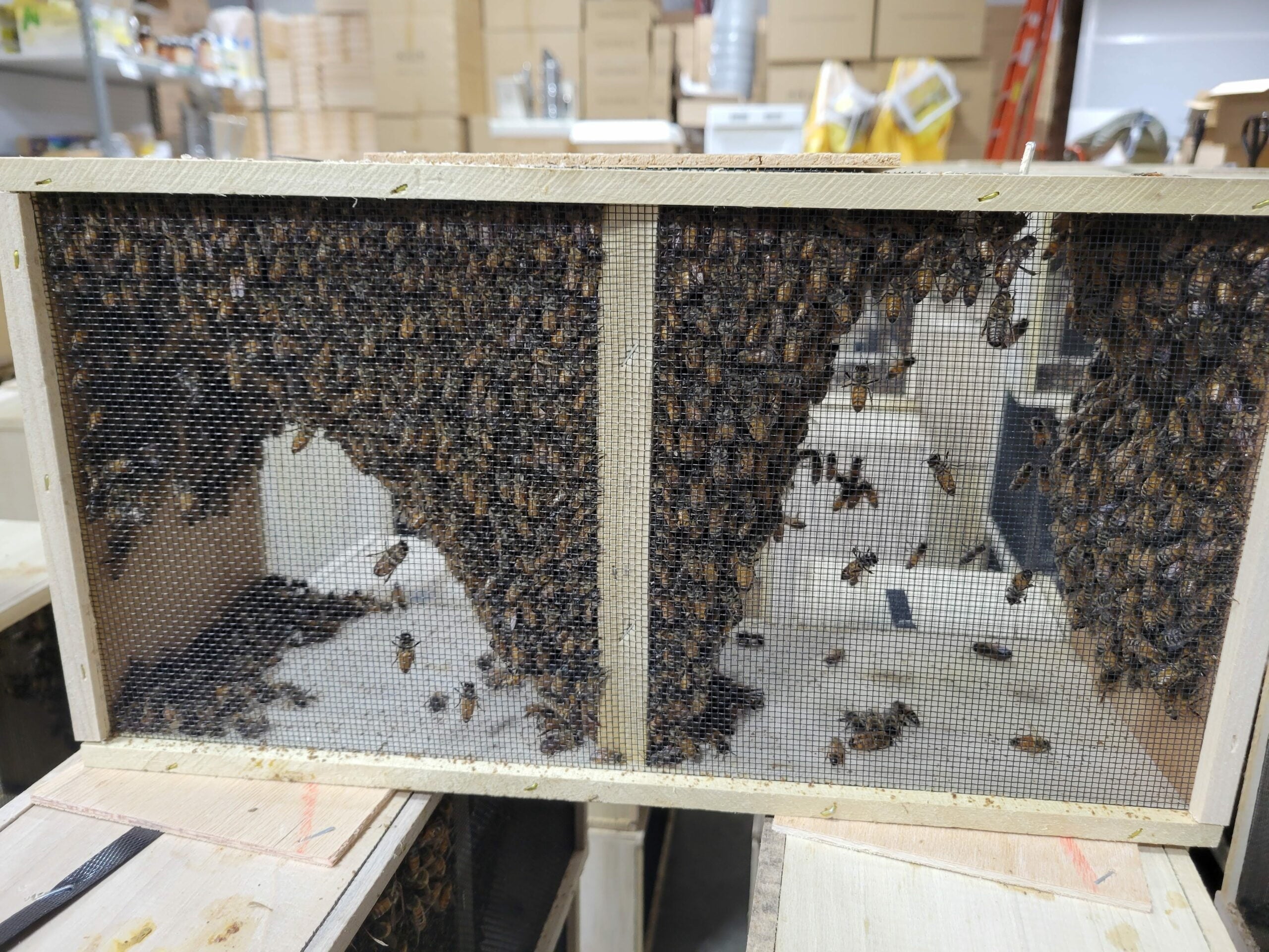 3 lb Package Bees